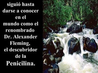 siguió hasta darse a conocer en el mundo como el renombrado  Dr. Alexander Fleming,  el descubridor de la Penicilina. 
