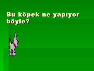 Bu köpek ne yapıyor böyle? 