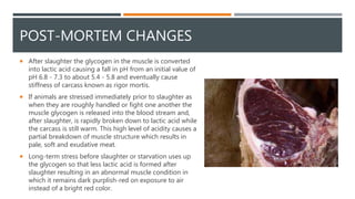 POST-MORTEM CHANGES
 After slaughter the glycogen in the muscle is converted
into lactic acid causing a fall in pH from an initial value of
pH 6.8 - 7.3 to about 5.4 - 5.8 and eventually cause
stiffness of carcass known as rigor mortis.
 If animals are stressed immediately prior to slaughter as
when they are roughly handled or fight one another the
muscle glycogen is released into the blood stream and,
after slaughter, is rapidly broken down to lactic acid while
the carcass is still warm. This high level of acidity causes a
partial breakdown of muscle structure which results in
pale, soft and exudative meat.
 Long-term stress before slaughter or starvation uses up
the glycogen so that less lactic acid is formed after
slaughter resulting in an abnormal muscle condition in
which it remains dark purplish-red on exposure to air
instead of a bright red color.
 