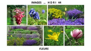 IMAGES … H D R I 44
FLEURS
 