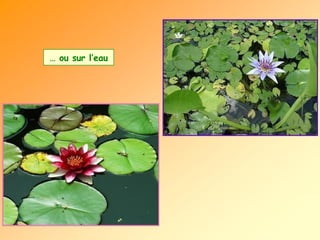 …  ou sur l’eau 