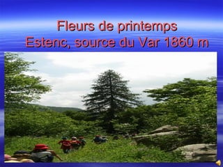 Fleurs de printemps Estenc, source du Var 1860 m 