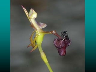 Fleurs d'australie 澳洲奇花