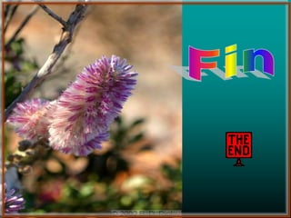 Fleurs d'australie 澳洲奇花