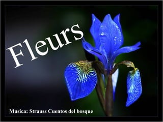 Musica: Strauss Cuentos del bosque Fleurs 