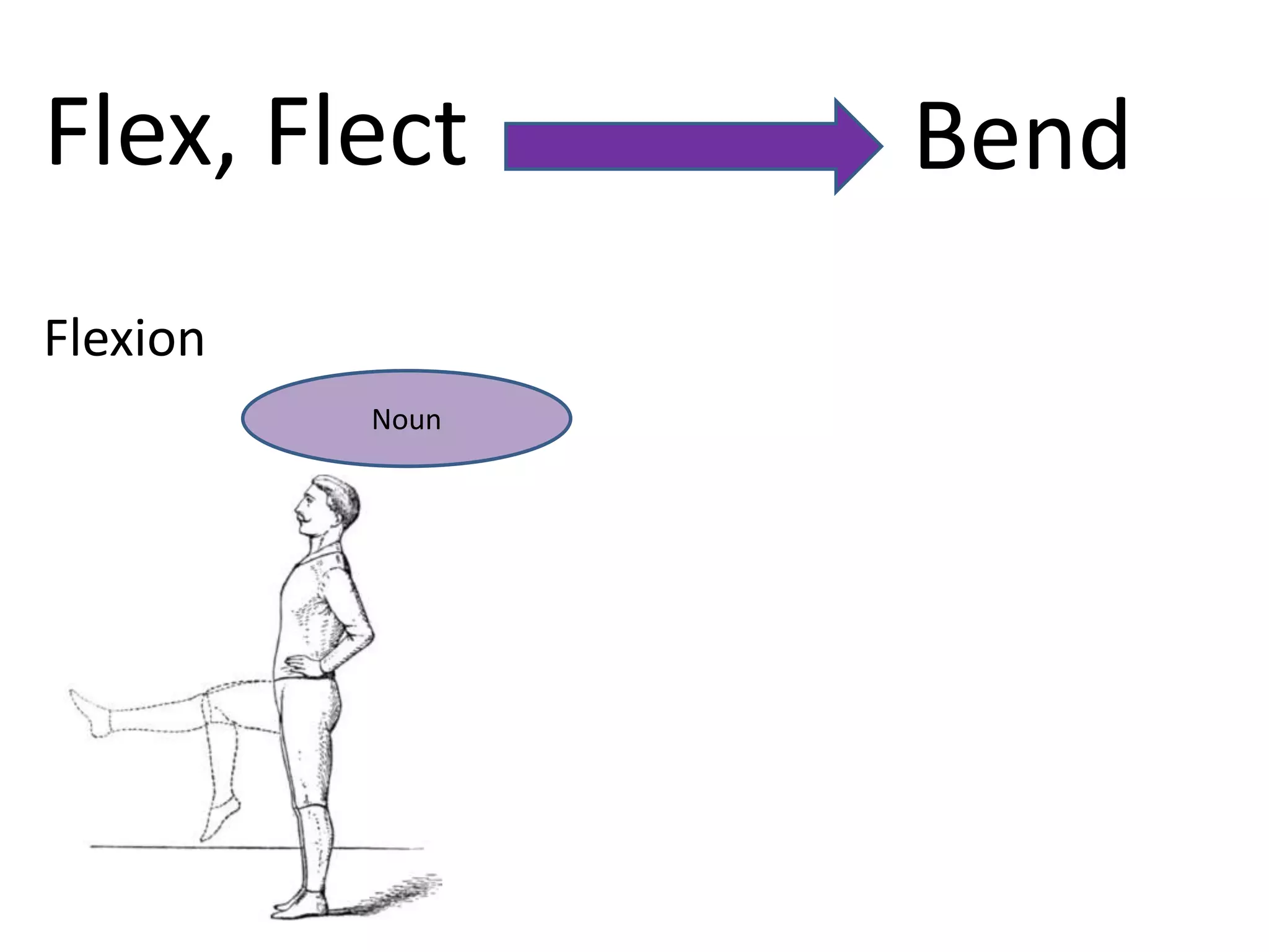 Flex, Flect      Bend
Flexion
          Noun
 