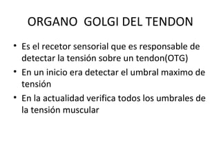 ORGANO GOLGI DEL TENDON
• Es el recetor sensorial que es responsable de
detectar la tensión sobre un tendon(OTG)
• En un inicio era detectar el umbral maximo de
tensión
• En la actualidad verifica todos los umbrales de
la tensión muscular
 