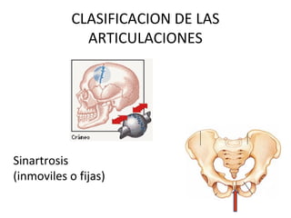 CLASIFICACION DE LAS
ARTICULACIONES
Sinartrosis
(inmoviles o fijas)
 