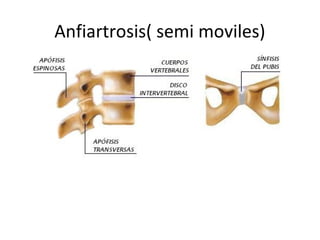 Anfiartrosis( semi moviles)
 