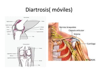 Diartrosis( móviles)
 