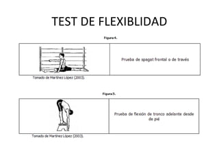 TEST DE FLEXIBLIDAD
 