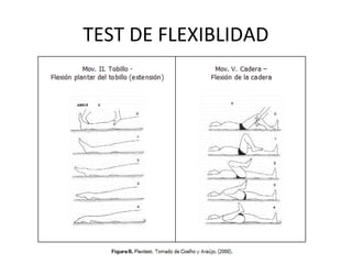TEST DE FLEXIBLIDAD
 