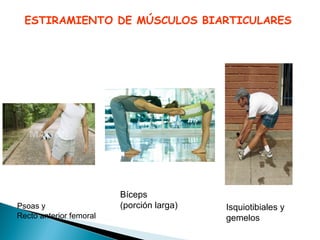 ESTIRAMIENTO DE MÚSCULOS BIARTICULARES
Psoas y
Recto anterior femoral
Isquiotibiales y
gemelos
Bíceps
(porción larga)
 