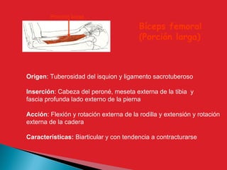 Origen: Tuberosidad del isquion y ligamento sacrotuberoso
Inserción: Cabeza del peroné, meseta externa de la tibia y
fascia profunda lado externo de la pierna
Acción: Flexión y rotación externa de la rodilla y extensión y rotación
externa de la cadera
Características: Biarticular y con tendencia a contracturarse
Bíceps femoral
(Porción larga)
Porción larga
 