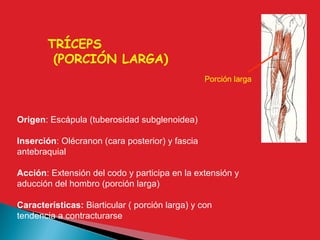 TRÍCEPS
(PORCIÓN LARGA)
Origen: Escápula (tuberosidad subglenoidea)
Inserción: Olécranon (cara posterior) y fascia
antebraquial
Acción: Extensión del codo y participa en la extensión y
aducción del hombro (porción larga)
Características: Biarticular ( porción larga) y con
tendencia a contracturarse
Porción larga
 