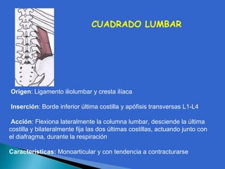 Origen: Ligamento iliolumbar y cresta ilíaca
Inserción: Borde inferior última costilla y apófisis transversas L1-L4
Acción: Flexiona lateralmente la columna lumbar, desciende la última
costilla y bilateralmente fija las dos últimas costillas, actuando junto con
el diafragma, durante la respiración
Características: Monoarticular y con tendencia a contracturarse
CUADRADO LUMBAR
 