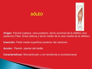 Origen: Peroné (cabeza, cara posterior, tercio proximal de la diáfisis cara
posterior);Tibia: (línea oblicua y tercio medio de la cara medial de la diáfisis)
Inserción: Parte media superficie posterior del calcáneo
Acción: Flexión plantar del tobillo
Características: Monoarticular y con tendencia a contracturarse
SÓLEO
 