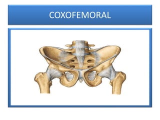 COXOFEMORAL
 