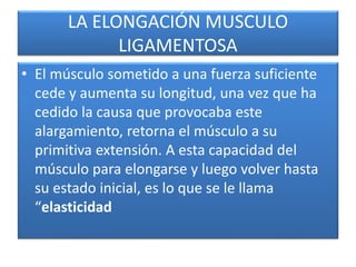 LA ELONGACIÓN MUSCULO
LIGAMENTOSA
• El músculo sometido a una fuerza suficiente
cede y aumenta su longitud, una vez que ha
cedido la causa que provocaba este
alargamiento, retorna el músculo a su
primitiva extensión. A esta capacidad del
músculo para elongarse y luego volver hasta
su estado inicial, es lo que se le llama
“elasticidad
 
