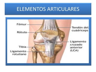 ELEMENTOS ARTICULARES
 