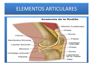 ELEMENTOS ARTICULARES
 