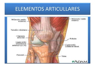 ELEMENTOS ARTICULLARES
 