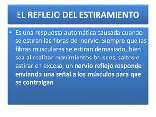 EL REFLEJO DEL ESTIRAMIENTO
• Es una respuesta automática causada cuando
se estiran las fibras del nervio. Siempre que las
fibras musculares se estiran demasiado, bien
sea al realizar movimientos bruscos, saltos o
estirar en exceso, un nervio reflejo responde
enviando una señal a los músculos para que
se contraigan
 