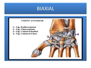 BIAXIAL
 