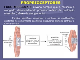 PROPRIOCEPTORES
FUSO MUSCULAR: ativado sempre que o músculo é
alongado, desencadeando processo reflexo de contração
muscular (reflexo de alongamento).
Função: identificar, responder e controlar as modificações
existentes no comprimento das fibras musculares além de controlar o
tônus muscular

 