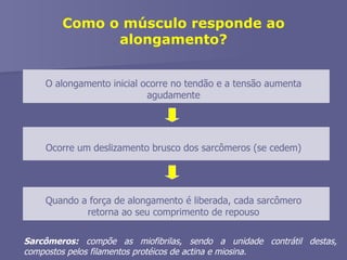Como o músculo responde ao alongamento? O alongamento inicial ocorre no tendão e a tensão aumenta agudamente Ocorre um deslizamento brusco dos sarcômeros (se cedem) Quando a força de alongamento é liberada, cada sarcômero retorna ao seu comprimento de repouso Sarcômeros:  compõe as miofibrilas, sendo a unidade contrátil destas, compostos pelos filamentos protéicos de actina e miosina. 