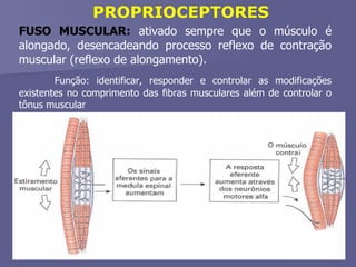 PROPRIOCEPTORES FUSO MUSCULAR:  ativado sempre que o músculo é alongado, desencadeando processo reflexo de contração muscular (reflexo de alongamento). Função: identificar, responder e controlar as modificações existentes no comprimento das fibras musculares além de controlar o tônus muscular 
