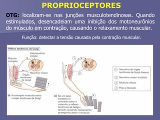 PROPRIOCEPTORES OTG:  localizam-se nas junções musculotendinosas. Quando estimulados, desencadeiam uma inibição dos motoneurônios do músculo em contração, causando o relaxamento muscular. Função: detectar a tensão causada pela contração muscular. 