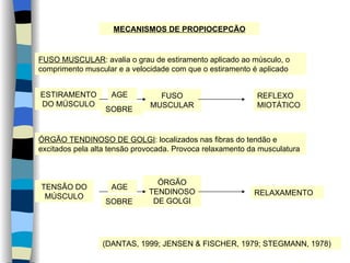 MECANISMOS DE PROPIOCEPCÃO FUSO MUSCULAR : avalia o grau de estiramento aplicado ao músculo, o comprimento muscular e a velocidade com que o estiramento é aplicado ESTIRAMENTO DO MÚSCULO FUSO MUSCULAR REFLEXO MIOTÁTICO AGE SOBRE ÓRGÃO TENDINOSO DE GOLGI : localizados nas fibras do tendão e excitados pela alta tensão provocada. Provoca relaxamento da musculatura TENSÃO DO MÚSCULO ÓRGÃO TENDINOSO DE GOLGI RELAXAMENTO AGE SOBRE (DANTAS, 1999; JENSEN & FISCHER, 1979; STEGMANN, 1978) 