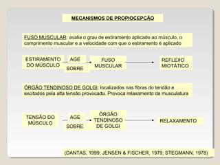 MECANISMOS DE PROPIOCEPCÃO


FUSO MUSCULAR: avalia o grau de estiramento aplicado ao músculo, o
comprimento muscular e a velocidade com que o estiramento é aplicado


ESTIRAMENTO         AGE         FUSO                        REFLEXO
DO MÚSCULO                    MUSCULAR                      MIOTÁTICO
                  SOBRE


ÓRGÃO TENDINOSO DE GOLGI: localizados nas fibras do tendão e
excitados pela alta tensão provocada. Provoca relaxamento da musculatura



                                ÓRGÃO
TENSÃO DO           AGE
                              TENDINOSO                    RELAXAMENTO
 MÚSCULO
                  SOBRE        DE GOLGI




                 (DANTAS, 1999; JENSEN & FISCHER, 1979; STEGMANN, 1978)
 