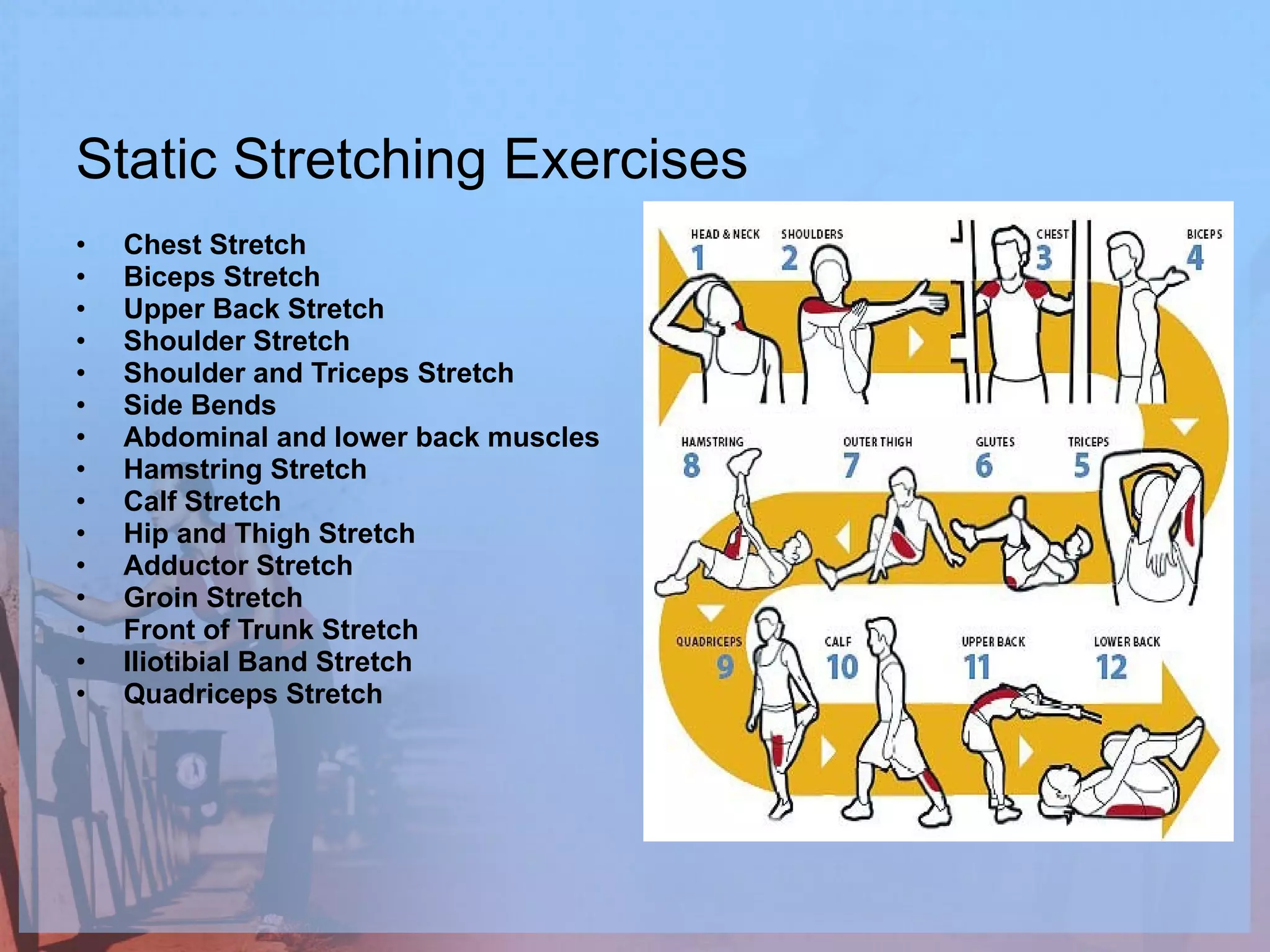 Static Stretching Exercises Chest Stretch Biceps Stretch Upper Back Stretch Shoulder Stretch Shoulder and Triceps Stretch Side Bends Abdominal and lower back muscles Hamstring Stretch Calf Stretch Hip and Thigh Stretch Adductor Stretch Groin Stretch Front of Trunk Stretch Iliotibial Band Stretch Quadriceps Stretch 
