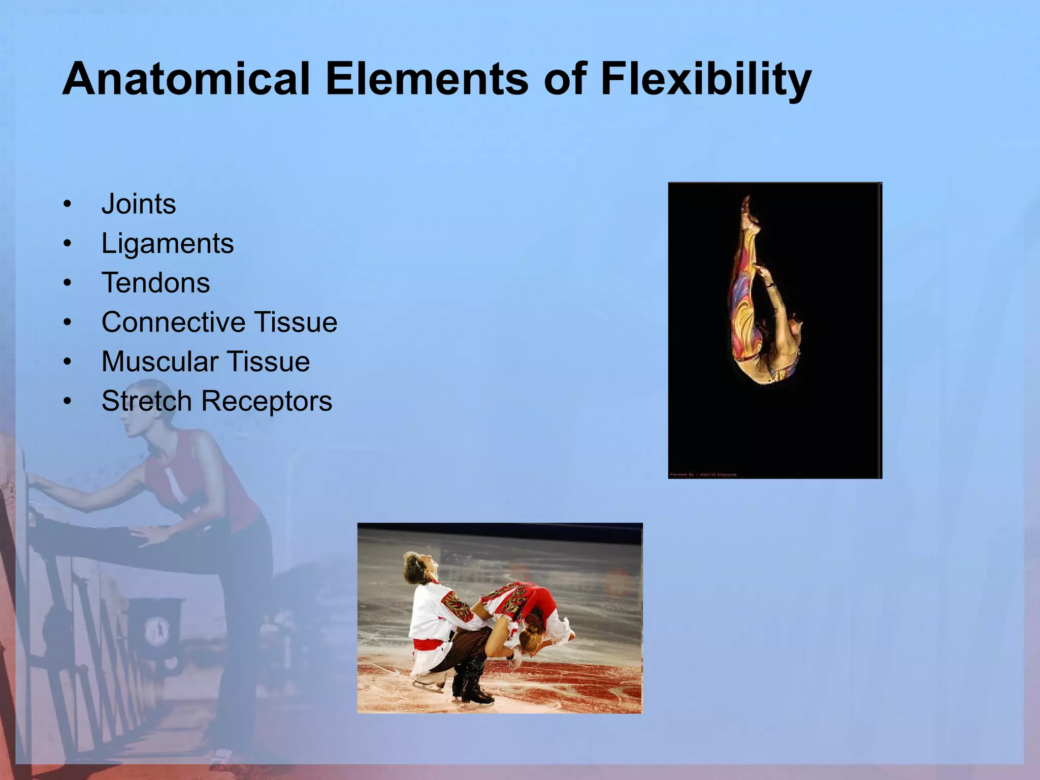Anatomical Elements of Flexibility Joints Ligaments Tendons Connective Tissue Muscular Tissue Stretch Receptors 