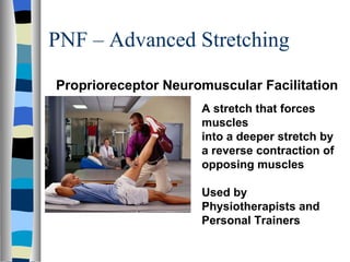 PNF – Advanced Stretching Proprioreceptor Neuromuscular Facilitation A stretch that forces muscles into a deeper stretch by a reverse contraction of opposing muscles Used by Physiotherapists and Personal Trainers 