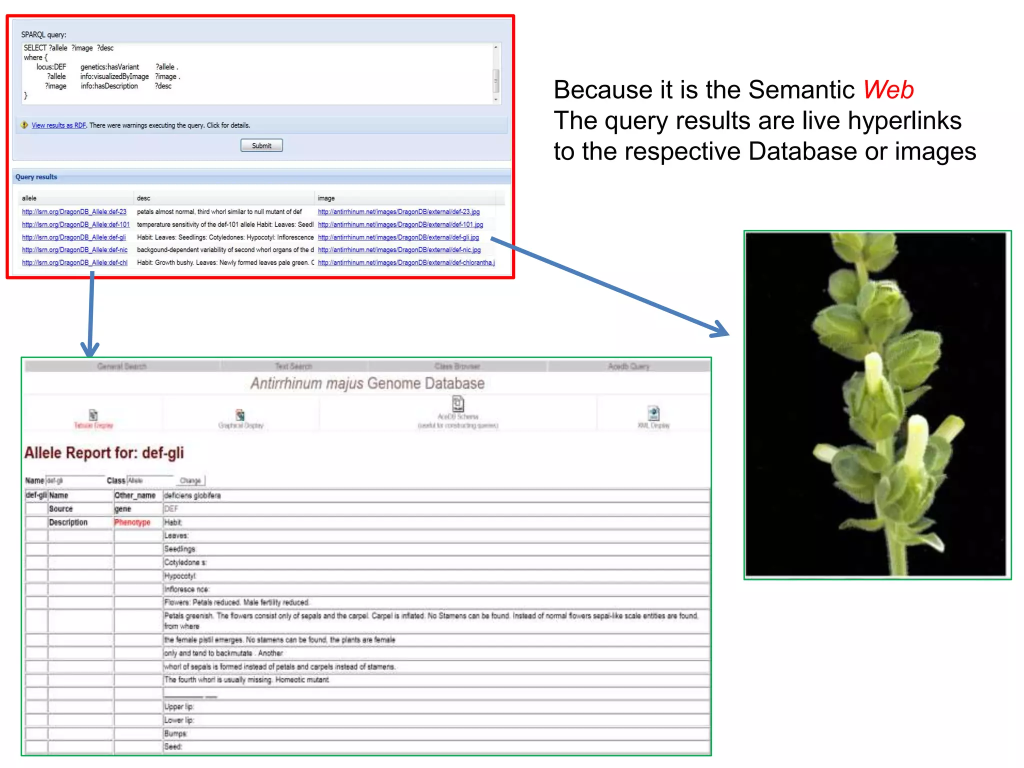 Because it is the Semantic Web
The query results are live hyperlinks
to the respective Database or images
 
