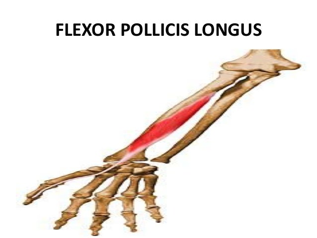 Flexion tendon injuries of hand