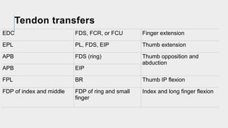 Comprehensive Guide to Flexor and Extensor Tendon Injuries: Anatomy ...
