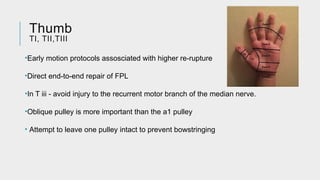 Comprehensive Guide to Flexor and Extensor Tendon Injuries: Anatomy ...