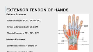 Comprehensive Guide to Flexor and Extensor Tendon Injuries: Anatomy ...