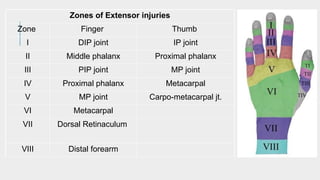 Comprehensive Guide to Flexor and Extensor Tendon Injuries: Anatomy ...