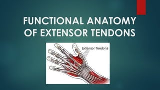 Comprehensive Overview of Flexor and Extensor Tendon Injuries of the ...