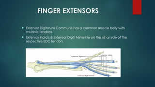 Finger Extensor Tendon Excursion Comprehensive Overview of Flexor and Extensor Tendon Injuries of the ...