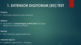 Comprehensive Overview of Flexor and Extensor Tendon Injuries of the ...