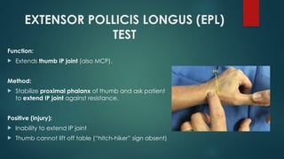 Testing Epl Tendon Comprehensive Overview of Flexor and Extensor Tendon Injuries of the ...