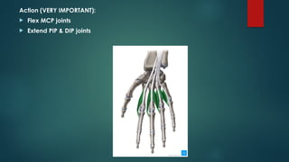Comprehensive Overview of Flexor and Extensor Tendon Injuries of the ...