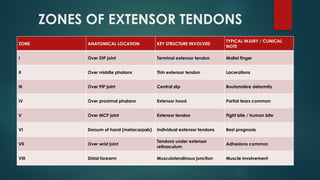 Comprehensive Overview of Flexor and Extensor Tendon Injuries of the ...