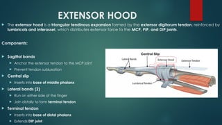 Comprehensive Overview of Flexor and Extensor Tendon Injuries of the ...